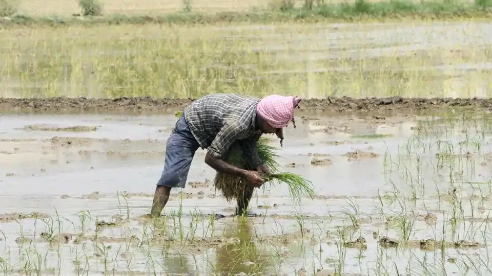 Farm worker plants saplings in a paddy field on the outskirts of the city, in Noida.